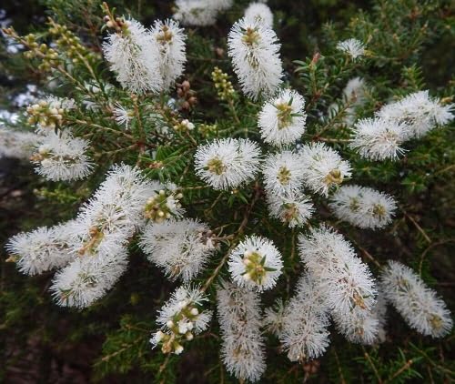 White Melaleuca Alternifolia Flower Seeds