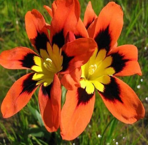 Yellow Orange Sparaxis Flower Seeds