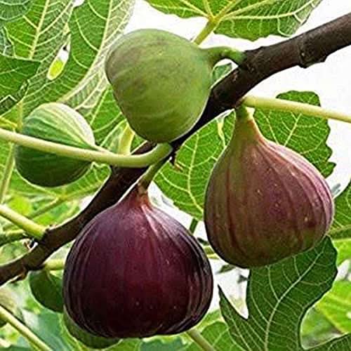 Poona Fig Fruit For Kitchen Sowing Natural Fruit Seeds