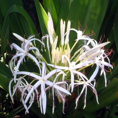 White Green Crinum Seeds