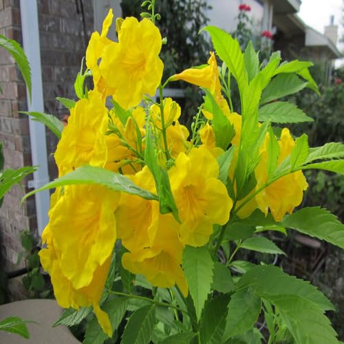 Esperanza Flower Seeds