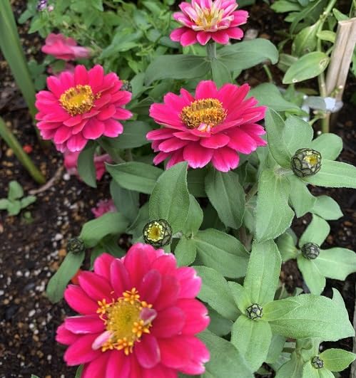 Pink Marigold Flower Seeds