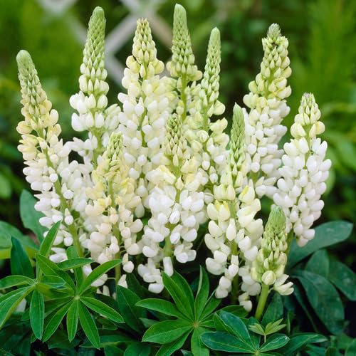 White Lupine Flower Seeds