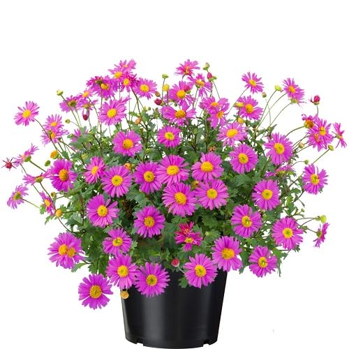 pink brachyscome flower seeds