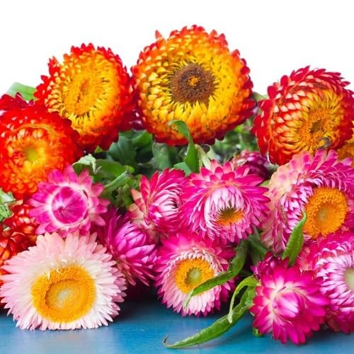 Mixed Heliopsis Flower Seeds