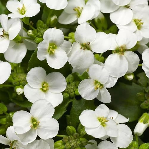 White Cress Aubrieta Flower Seeds