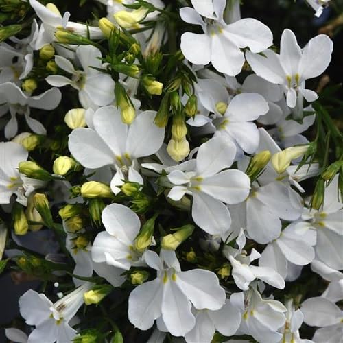 White Lobelia Flower Seeds