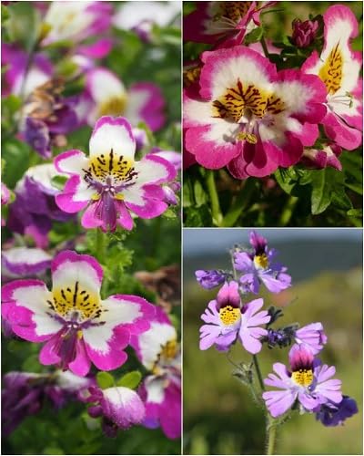 Mixed Schizanthus Flower Seeds