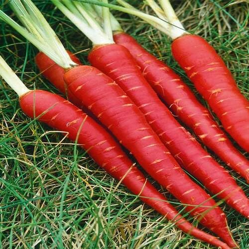 Red Carrot vegetable seeds - Heirloom, Organic, Non Gmo Garden Seeds for kitchen garden planting