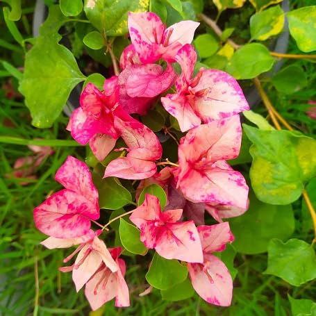 Pink Orange Bougainvillea Flower Seeds