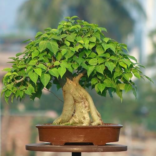 Green Ficus Rumphii Flowers Seeds