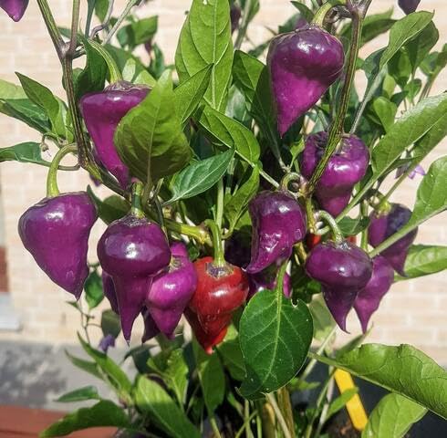 Purple Peperoncino vegetable seeds vegetable seeds for Home Gardening, Premium Kitchen Garden for kitchen garden planting