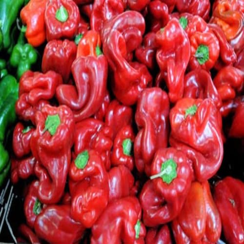 Peperone vegetable seeds - Heirloom, Organic, Non Gmo Garden Seeds for kitchen garden planting