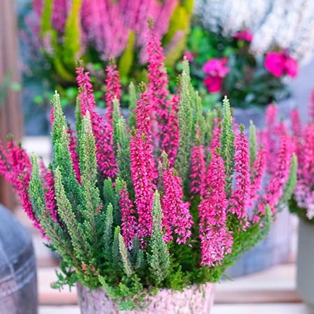 Pink Calluna vulgaris Flower Seeds