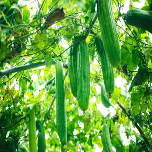Green Luffagourd vegetable seeds - Heirloom, Organic, Non Gmo Garden Seeds for kitchen garden planting