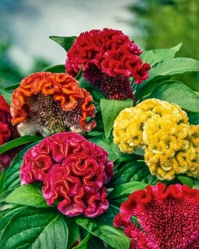 Mix Climbing Verbena Flowers Seeds