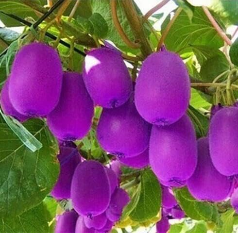 Purple Kiwi fruit seeds for organic garden planting