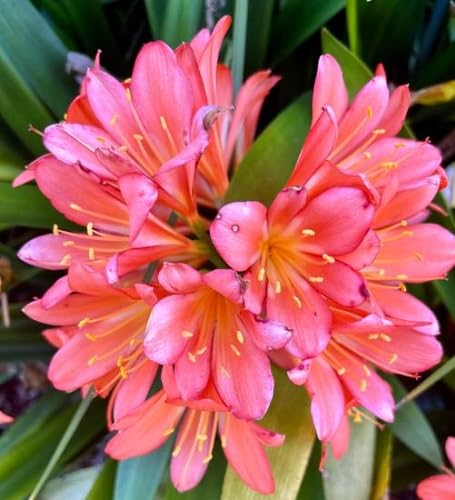 Pink clivia Flower Seeds