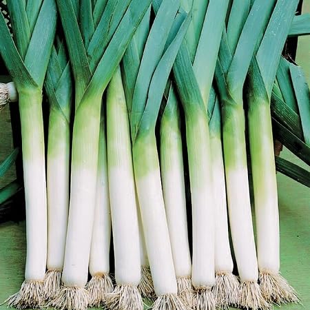 Leek Vegetable Seeds Heirloom, Non-GMO for Home Garden Planting