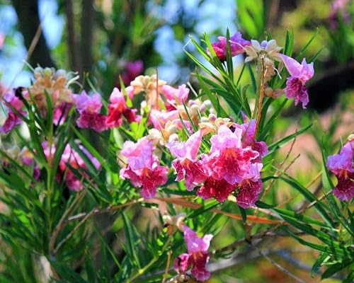 Pink Desert Willow Flower Seeds