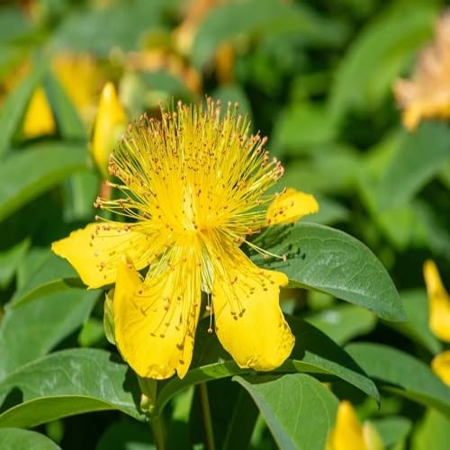 Yellow Hypericum Flower Seeds