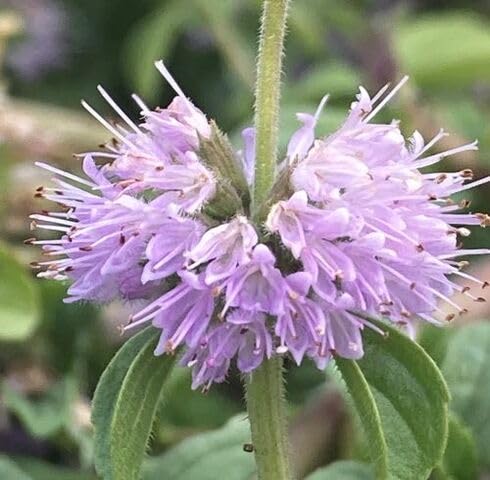 Purple Mentha pulegium Flower Seeds