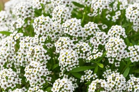white alyssum flower seeds