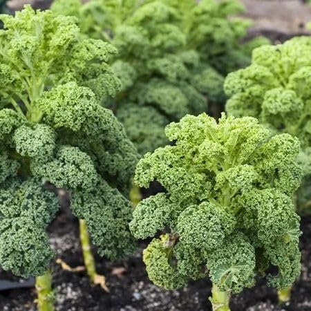 kale vegetable seeds