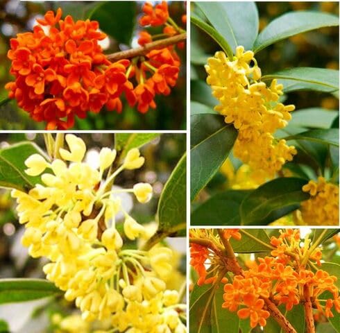 Mixed Osmanthus Flower Seeds
