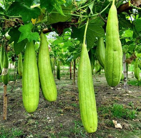 Green Luff vegetable seeds for Home Gardening, Easy Grow Culinary Garden Selection for kitchen garden planting