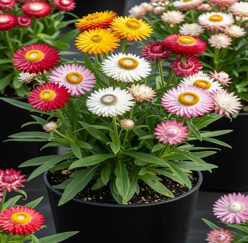 Mixed Helichrysum Flower Seeds