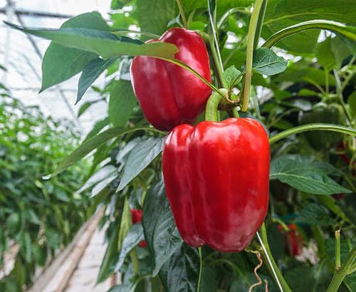 Chili Pepper vegetable seeds for Home Gardening, Natural Farm Fresh Gardening Choice for kitchen garden planting