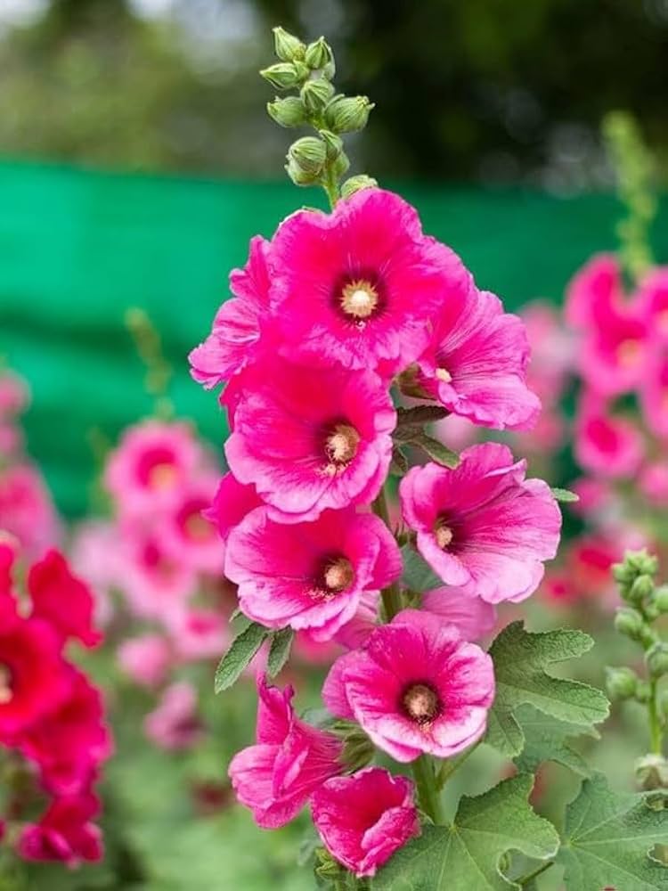 Pink Hollyhock Flower for Planting Heirloom Non-GMO High Germination Organic Garden Flower Seeds - Heirloom Non GMO