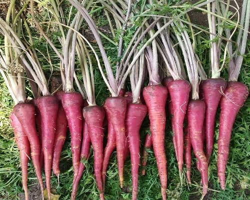 Carrot vegetable seeds Purple vegetable seeds for Home Gardening, Easy Grow Farm Fresh Produce for kitchen garden planting