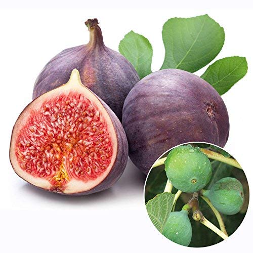 Fig Fruit Maroon Green Fresh