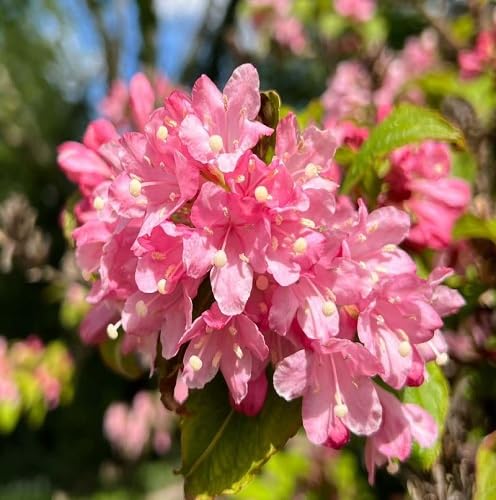 Weigela Flower Seeds