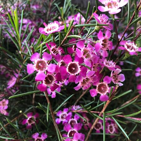 Geraldton Flower Seeds