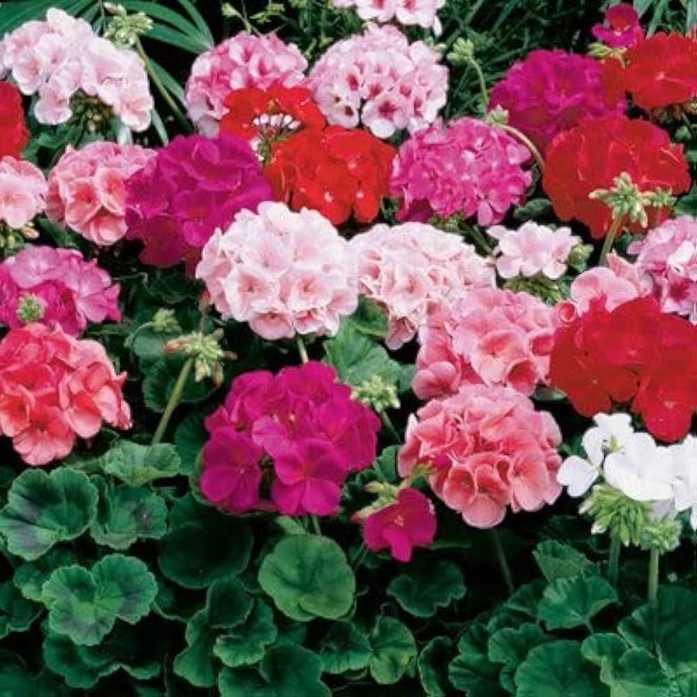 Geranium Flower Multicolor Diy Home Garden Projects Flower Seeds