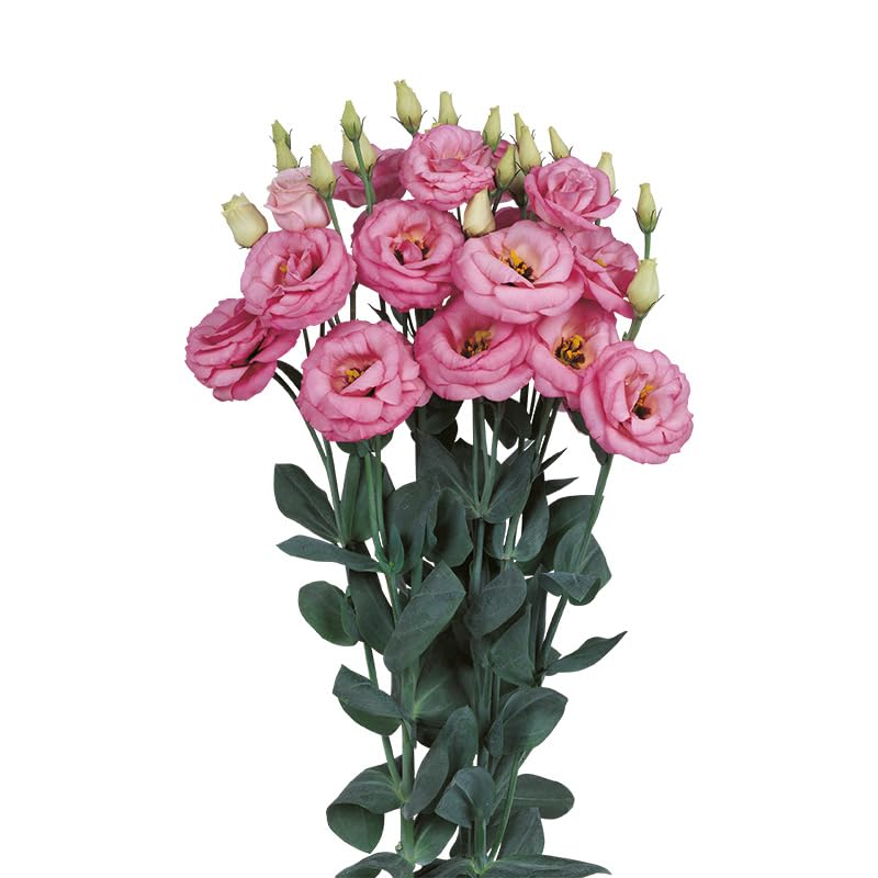 Pink Lisianthus Flower Seeds