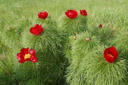 red fern leaf peony