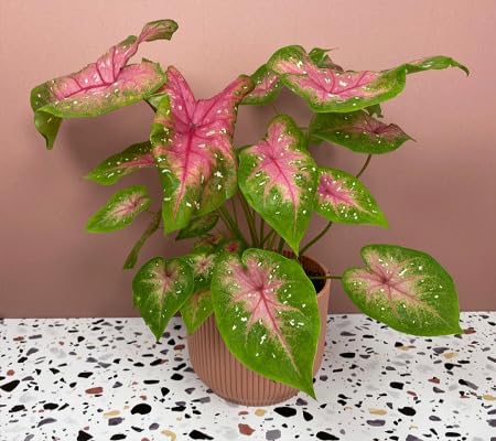 Thailand Caladium Flower Seeds