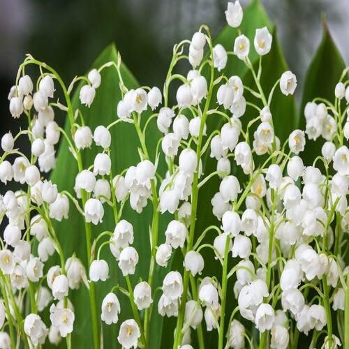 White Lily The Valley Flower Seeds