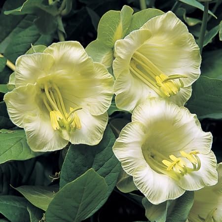 Cobaea scandens Flower Seeds