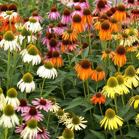 Coneflower Seeds