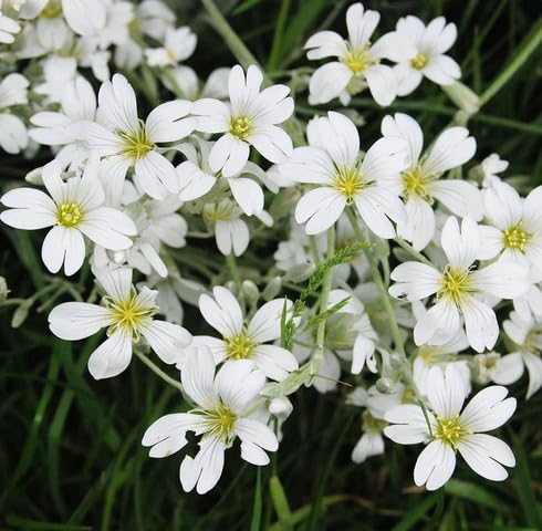 White Gypsophila Flower Seeds