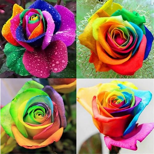 Mixed Rainbow Rose Flower Seeds