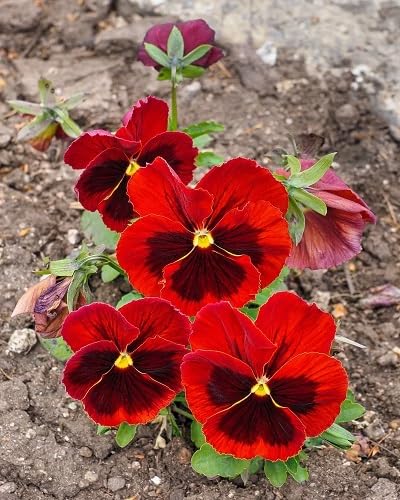 Maroon Pansy Flower Seeds Easy Grow Blossoms for Pots and Patio Gardens for Colorful Garden