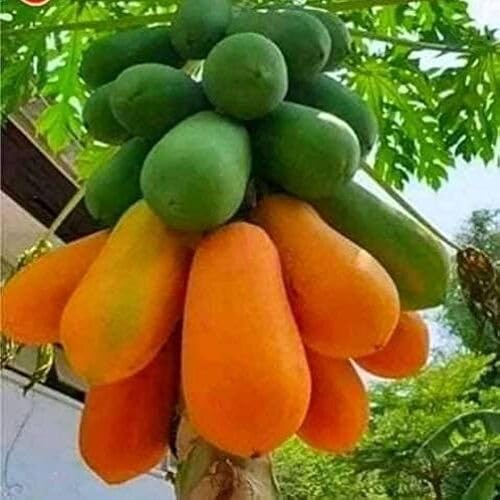 green orange papaya fruit Fruit Seeds for Home Planting Premium Germination Healthy Harvest Growing