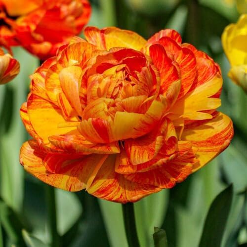 Sunlover Tulip Flower Seeds