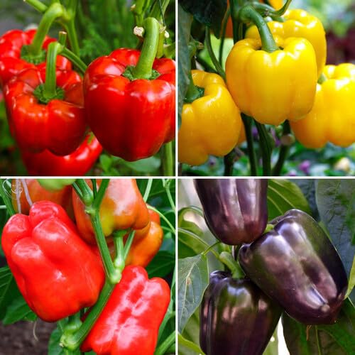 Mixed Capsicum vegetable seeds - Heirloom, Organic, Non Gmo Garden Seeds for kitchen garden planting